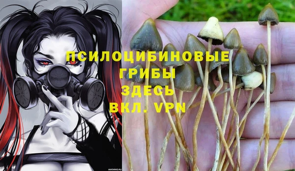прущие грибы Михайлов