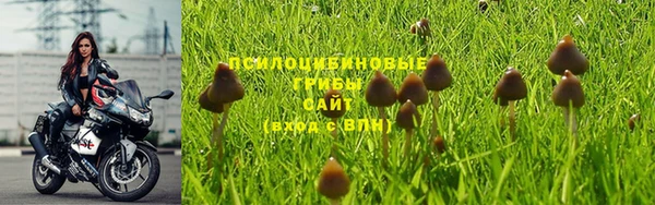 прущие грибы Михайлов