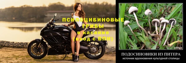 прущие грибы Михайлов